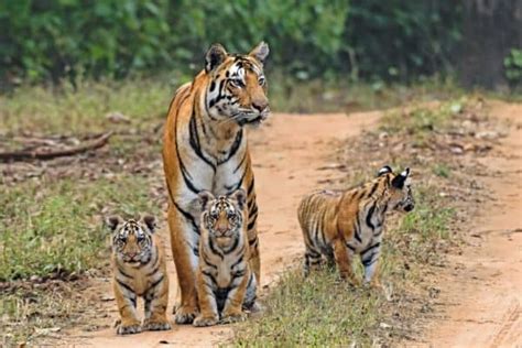 All about tiger safaris in India - Breathedreamgo