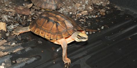 Chinese three-striped box turtle | Smithsonian's National Zoo and Conservation Biology Institute