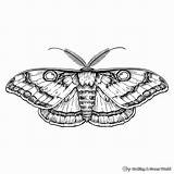 Moth Coloring Pages  Free & Printable sketch template