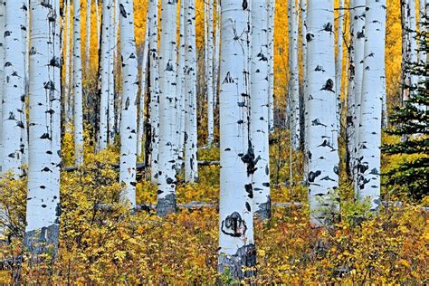 Aspen Tree Wallpaper (54+ images) | Fond d'arbre, Idées de papier peint ...