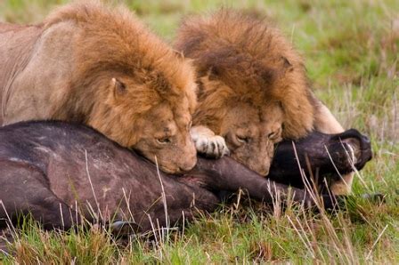 Fotos de leones cazando » LEONPEDIA