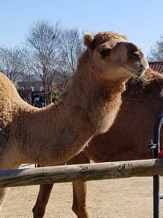 Chattanooga Zoo - 2019 All You Need to Know BEFORE You Go (with Photos) - TripAdvisor