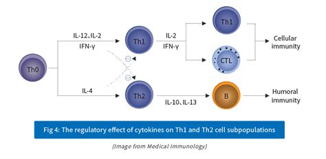 Th1/Th2/ Th17 Cell Population Detection - Elabscience