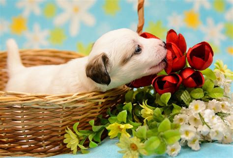 Puppy Valentine Wallpaper (56+ images)