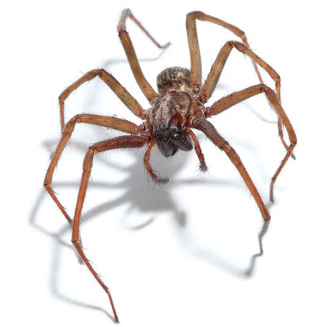 Spiders’ Legs Are Hydraulic Masterpieces - WSJ