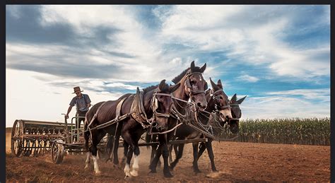 Everything You Want to Know About: Amish History - TIMBER TO TABLE