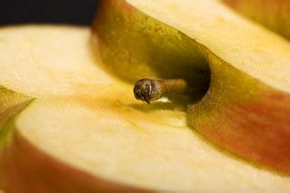 APPLE_2 | Apple Slices.... | Derek Thomas | Flickr