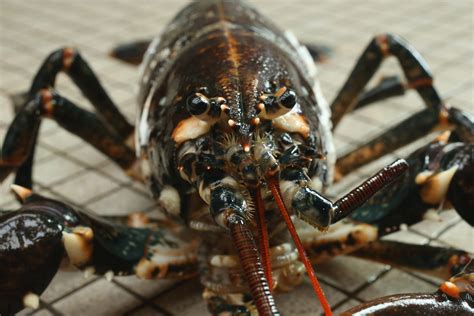 do lobsters actually mate for life - For The Greater Column Photographs