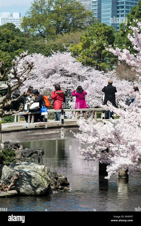 Cherry blossoms in Shinjuku Gyoen, Tokyo, Japan Stock Photo - Alamy