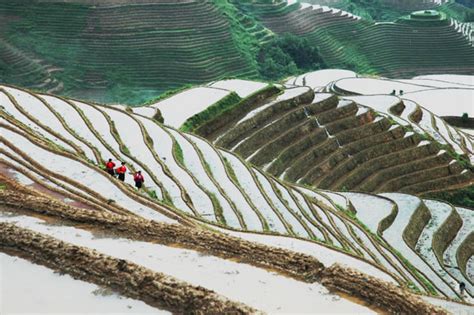 Jinkeng Rice Terraces,Longsheng Jinkeng Rice Terraces Travel Photos,Images & Pictures of Ping An ...