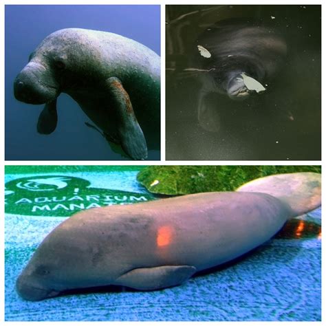 Manatee - Wikipedia