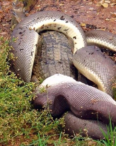 Snake vs crocodile. Who wins the battle? - Rediff.com India News