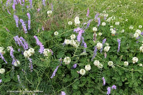 20-Dutch clover-Trifolium repens-and bird vetch-Vicia cracca-legumes-nitrifying bacteria ...