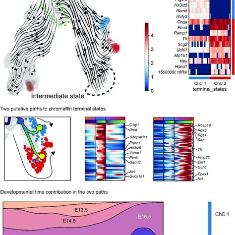 Identification of two discrete paths of chromaffin cell... | Download Scientific Diagram