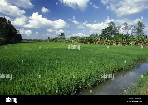 ASIA VIETNAM MEKONG DELTA RICE FIELD Stock Photo - Alamy