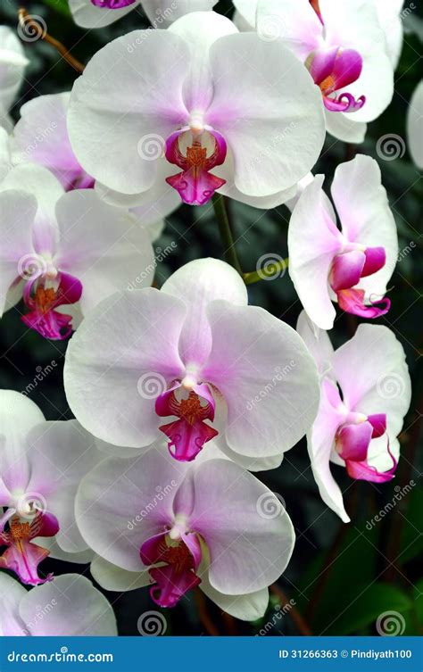 White pink orchids stock image. Image of plant, exotic - 31266363