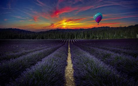 Download Purple Flower Hot Air Balloon Field Sunset Nature Lavender HD ...