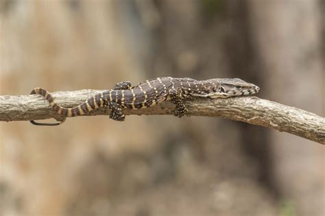 Bengal Monitor lizard | Rahul Alvares