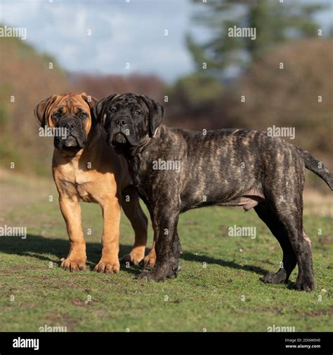 Are Bullmastiff Puppies Ofa Certified