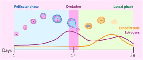 What is the luteal phase?