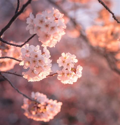 Amazing Photos of Peak Cherry Blossom Bloom in DC | Cherry blossom dc, Cherry blossom, Blossom