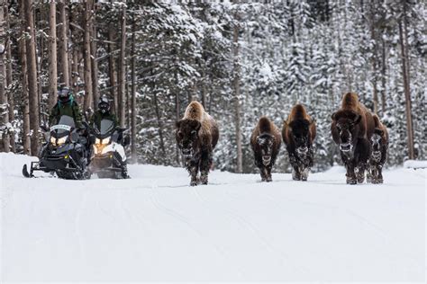 Meet West Yellowstone: The Snowmobile Capital of the Lower 48