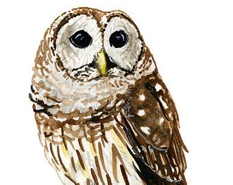 Barred Owl clipart, Download Barred Owl clipart for free 2019