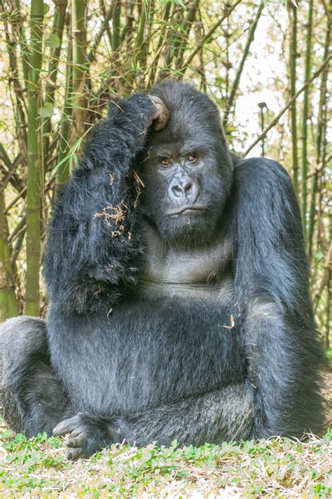 Mountain Gorilla Silverback – Tom Murphy Photography