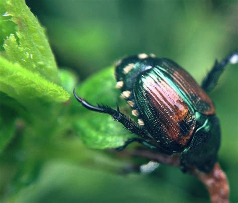 How to Control Japanese Beetles in Your Lawn and Garden