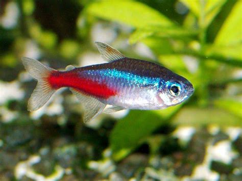 Neon tetra breeding - gertyke