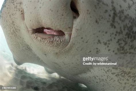 Stingray Teeth Photos and Premium High Res Pictures - Getty Images