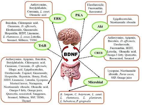 Modulation of BDNF signaling by different natural products. BDNF ...