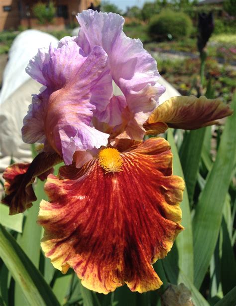 Golly Gee Whiz – Irises garden