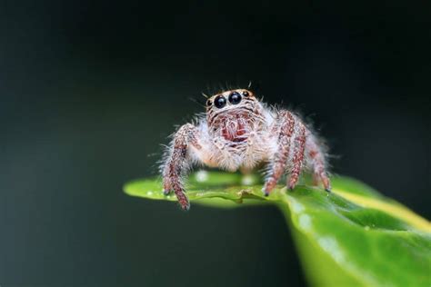 The Three Best Kinds of Spiders to Keep as Pets – School Of Bugs