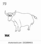 Y Alphabet Yak Animal Coloring Page Stock Vector Royalty Free  sketch template