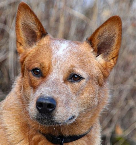 red heelers | Red Heeler Australian Cattle Dog | Dogs - especially Red ...