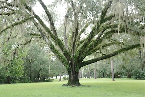 florida-spanish-moss-oak-tree-web - Darling Darleen | A Lifestyle ...