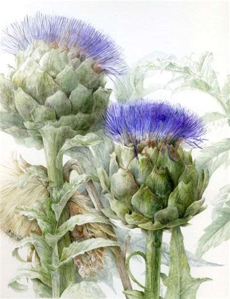 Elaine Searle / Artichoke | Botanical watercolor, Botanical painting, Botanical drawings