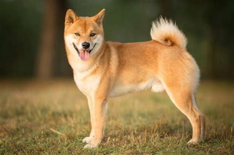 Dogecoin Craze and Elon Musk Heighten the Popularity of the Shiba Inu Dog Breed – Dogecoin News Hub