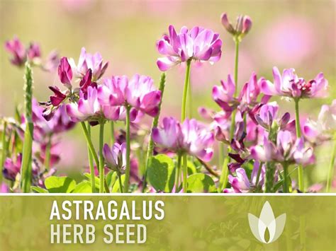 Astragalus Herb Seeds Heirloom Seeds, Chinese Milk Vetch, Huang Qi ...