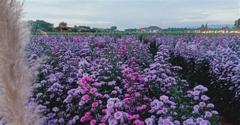 ตะลุย 5 สวนดอกไม้ที่เที่ยวเชียงใหม่ บรรยากาศสุดฟิน ถ่ายรูปสุดปัง | Drivehub