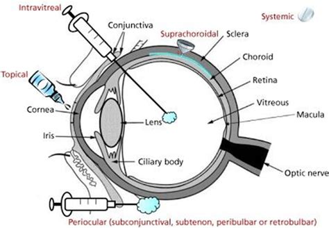 Ocular drug delivery system - Pharmanotes