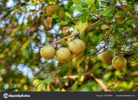 Limonia acidissima tree with fruit Stock Photo by ©Yakov_Oskanov 191985894