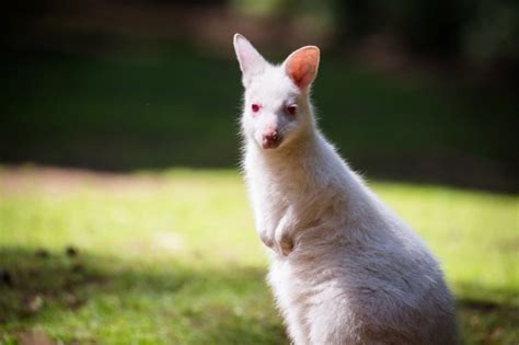 An albino baby wallaby who has to have regular sun cream massages needs ...