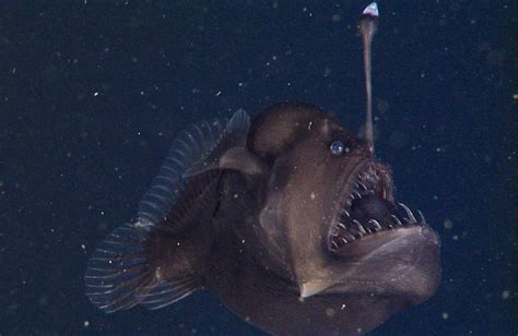 Deep-sea anglerfish - MBARI