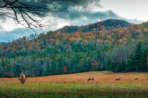 Autumn forest with Elk in the foreground in North Carolina image - Free ...