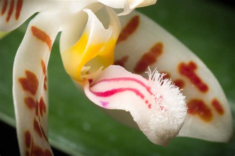 [Bataraza Palawan Philippines] Phalaenopsis sumatrana 'Pal… | Flickr