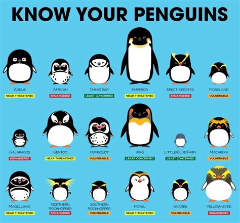 Happy World Penguin Day. Know your penguins 🐧🐧🐧 : r/linuxmasterrace