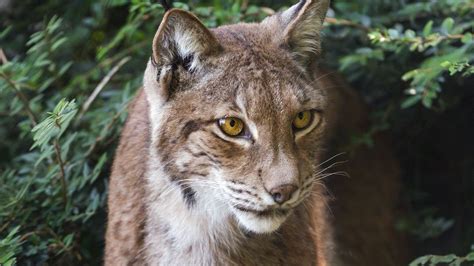 Wallpaper lynx, wildlife, predator, big cat hd, picture, image