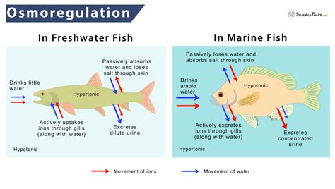 Osmoregulation - Definition, Types, Examples, and Diagram